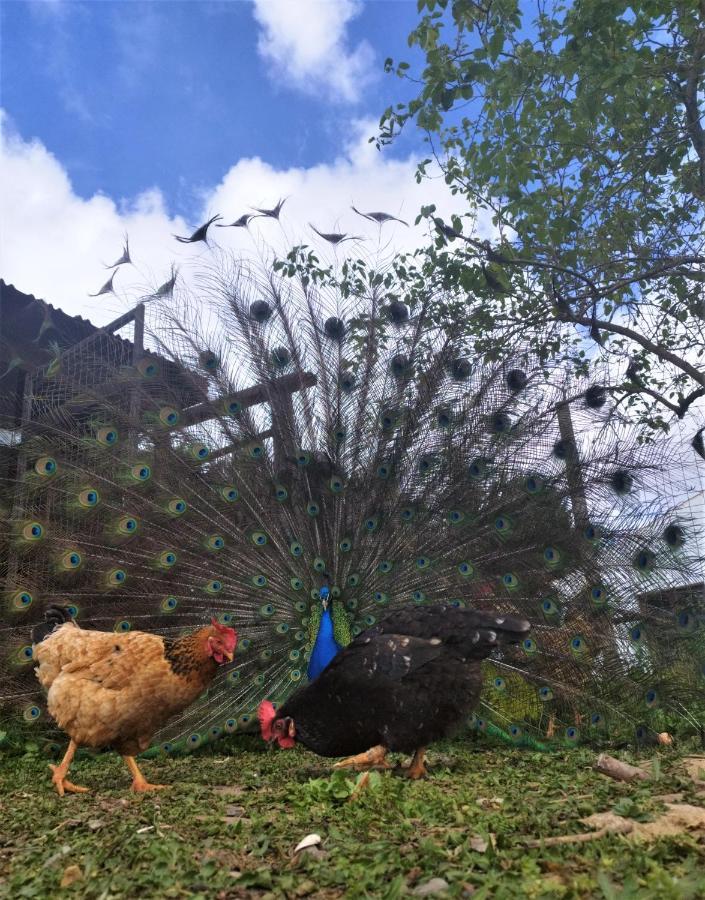 Monte Da Choca Konuk evi São Teotónio Dış mekan fotoğraf
