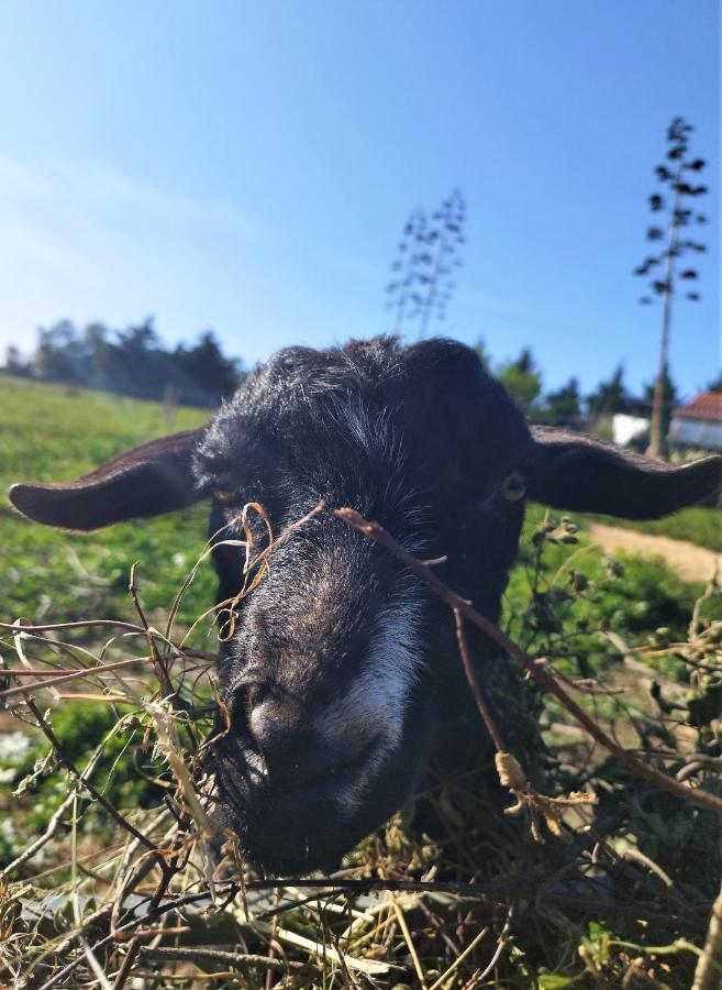 Monte Da Choca Konuk evi São Teotónio Dış mekan fotoğraf